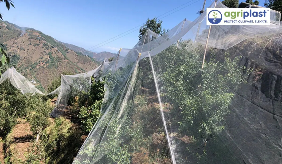 Close-up of Ginegar anti-hail net weave showing thin transparent mesh structure - Agriplast